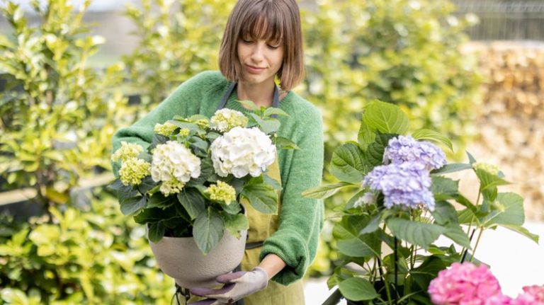 woman planting hydrangeas