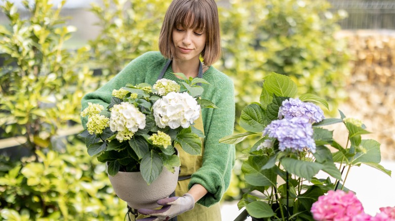 woman planting hydrangeas