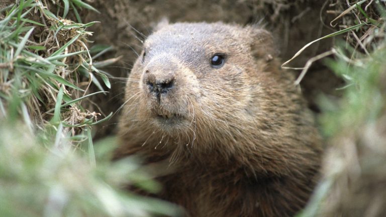 groundhog peeking head from burrow