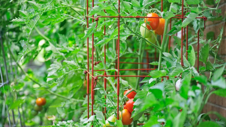 Tomatoes grow inside a red tomato cage