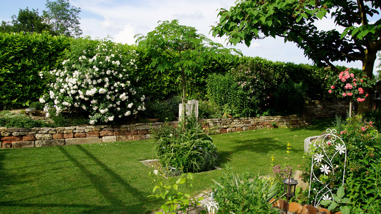 plants used as backyard privacy