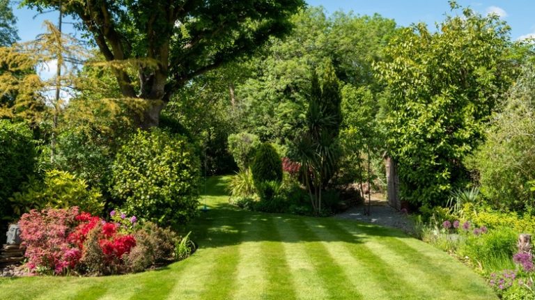 striped lawn in garden