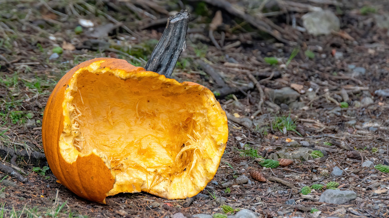 Pumpkin half eaten