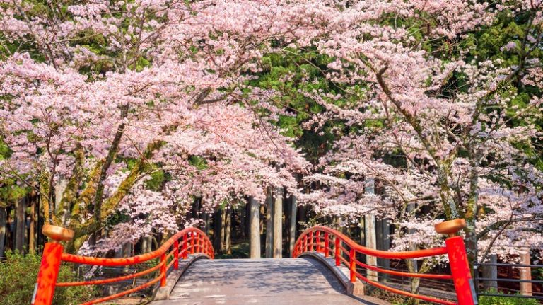 flowering cherry trees