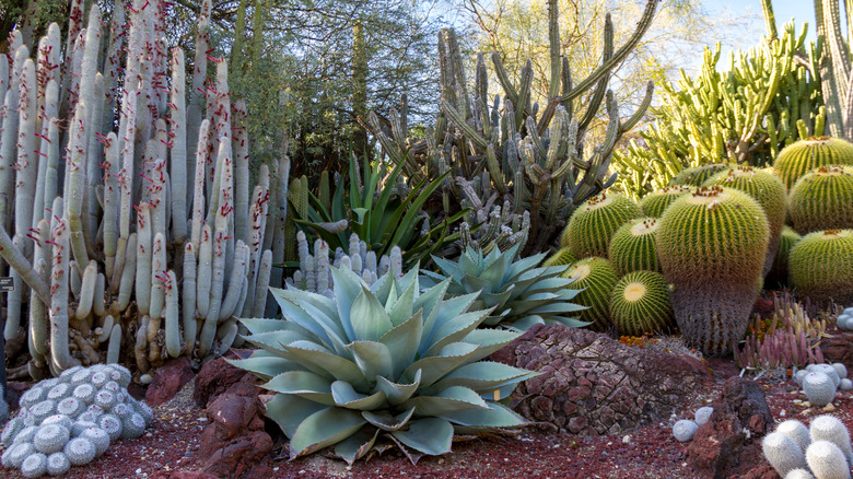 A cactus garden