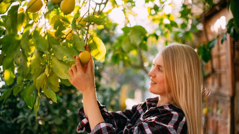 Blonde woman picks lemon tree