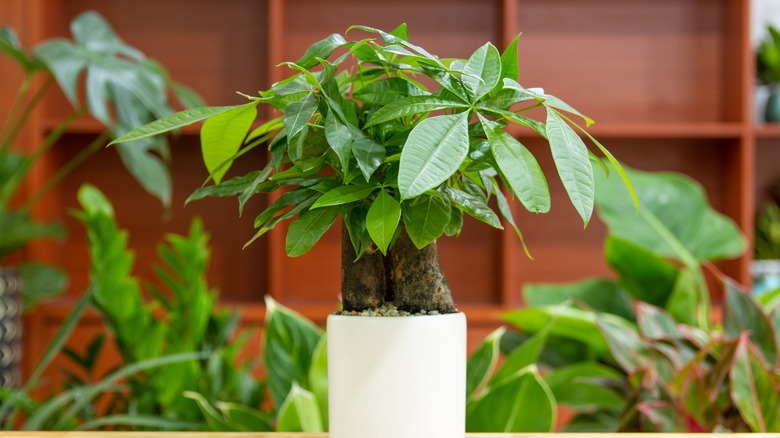 money tree plant