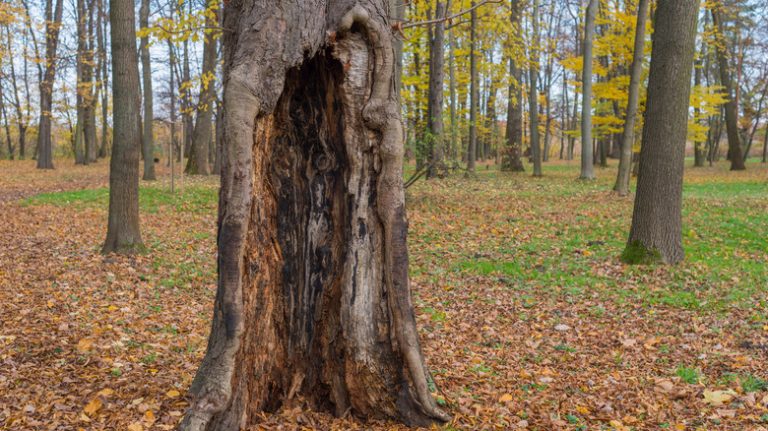 Rotting tree in yard