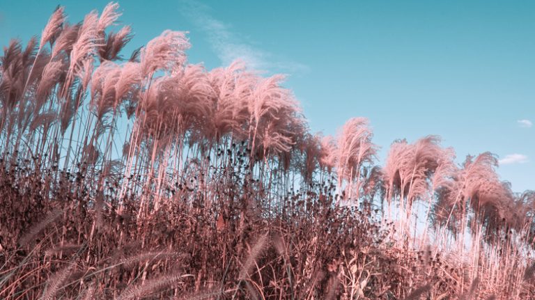 Pink pampas grass against sky
