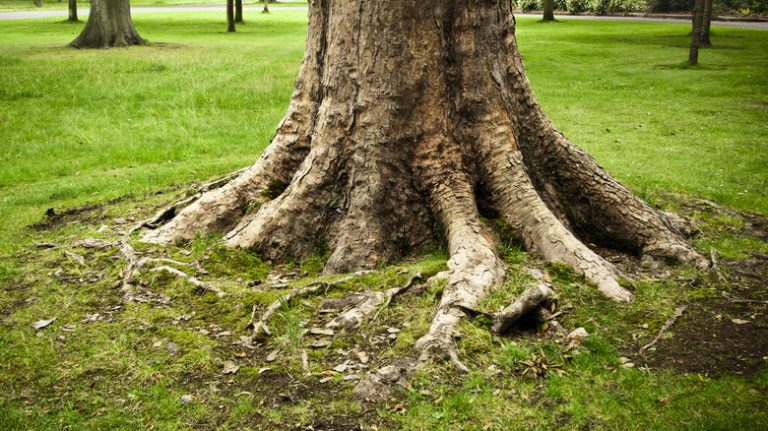 Visible tree root flare on green grass