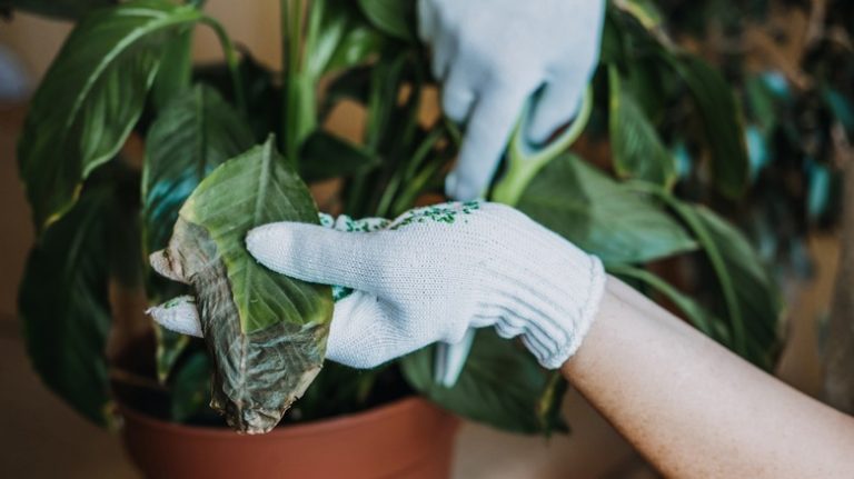 Wilting leaves on a potted plant