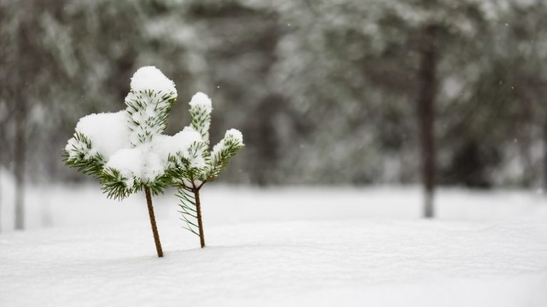 Small trees in the winter