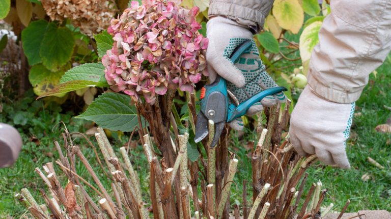 End-of-season hydrangea pruning