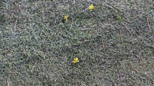 Silver carpet with yellow flowers