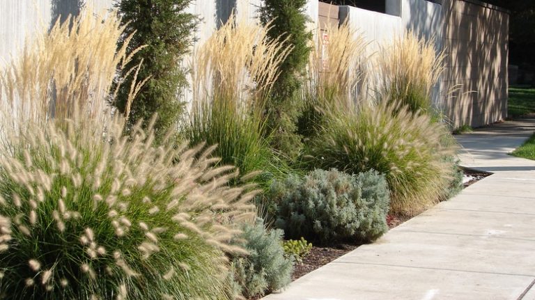 Lawn with decorative shrubs