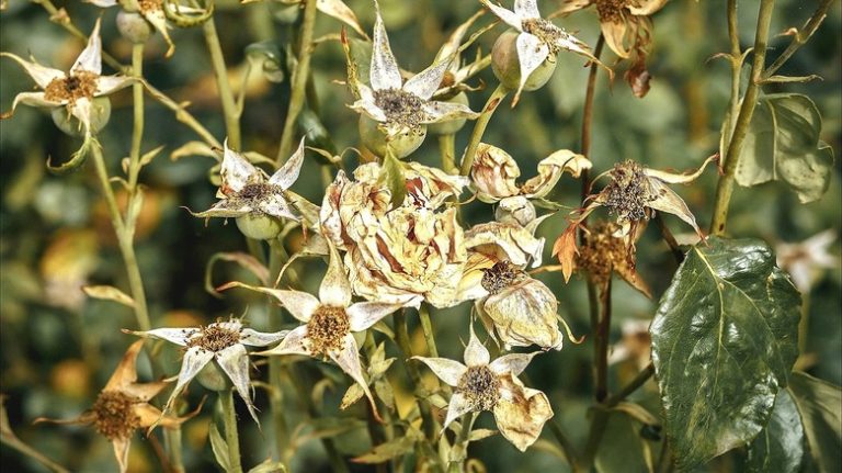 Dead rose bush