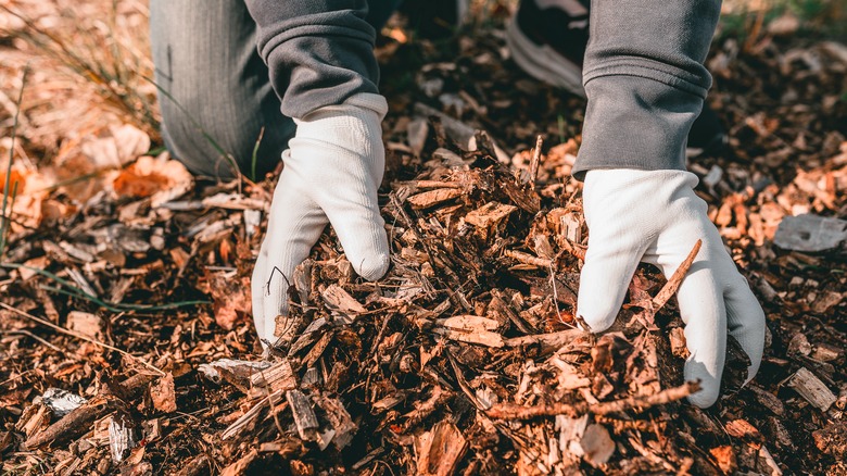 a handful of mulch