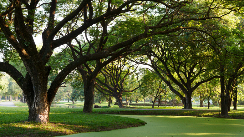 large monkeypod trees