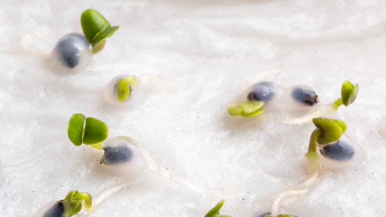 sprouted seeds on a paper towel