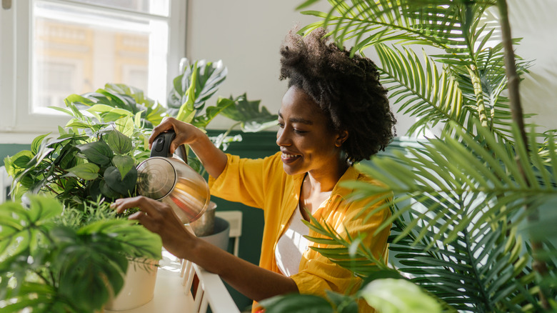 woman waters her houseplants