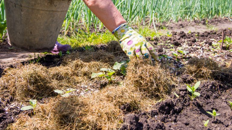 gloved hand spreading grass mulch