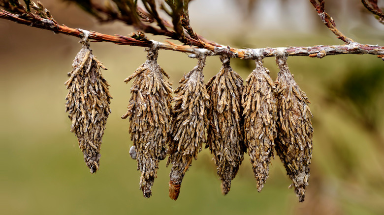 Bagworm cocoons on tree branch