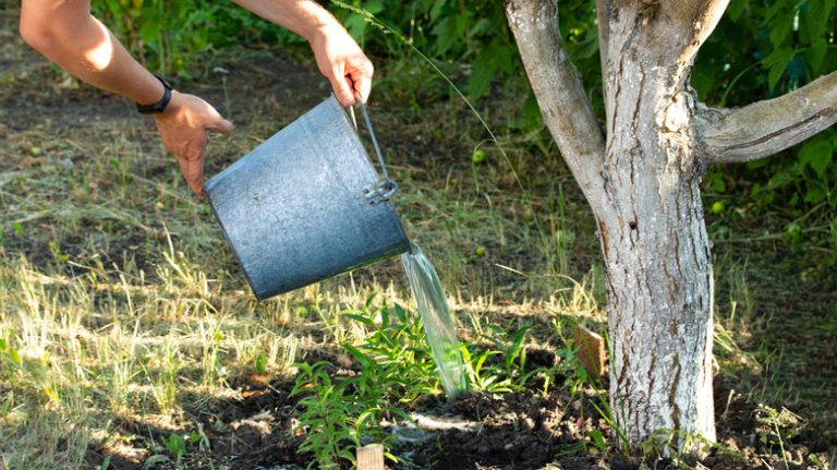 Person pouring a bucket of water