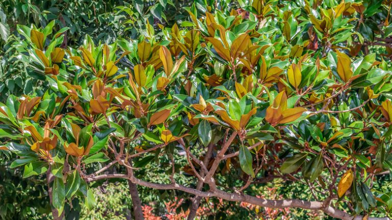 Green and brown magnolia leaves