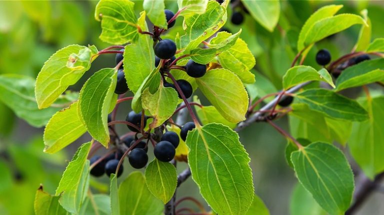 Close-up of common buckthorn tree