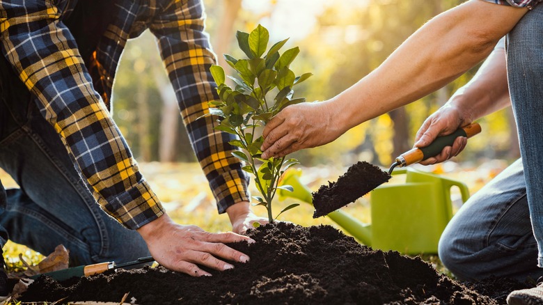 People planting tree sapling