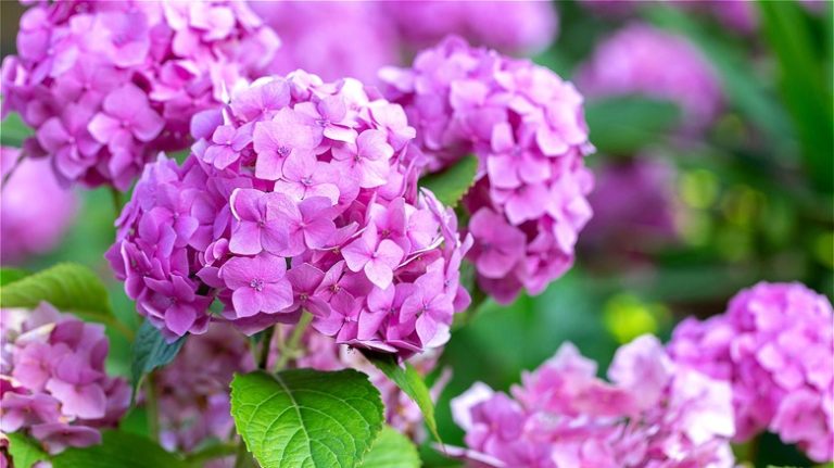 Lavender hydrangeas in a garden