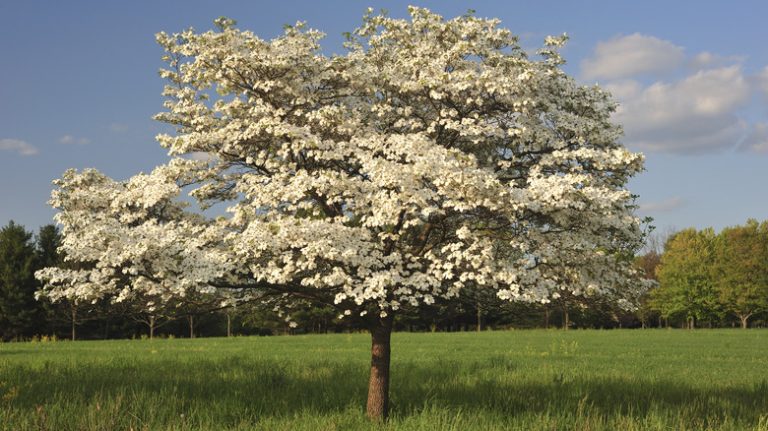 Dogwood tree in field