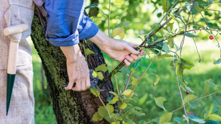 person pruning cherry tree