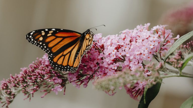 Butterfly on butterfly bush flower