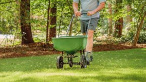 Person fertilizing lawn