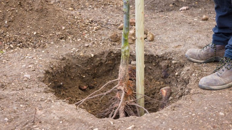 Plating a bare root tree