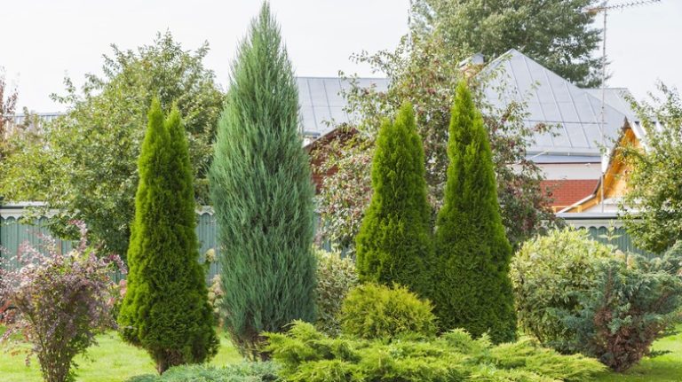 Evergreen trees in yard