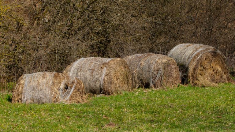 moldy hay bales on hill