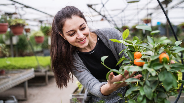 woman admiring an orange tree