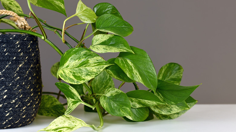 Vines of a pothos plant