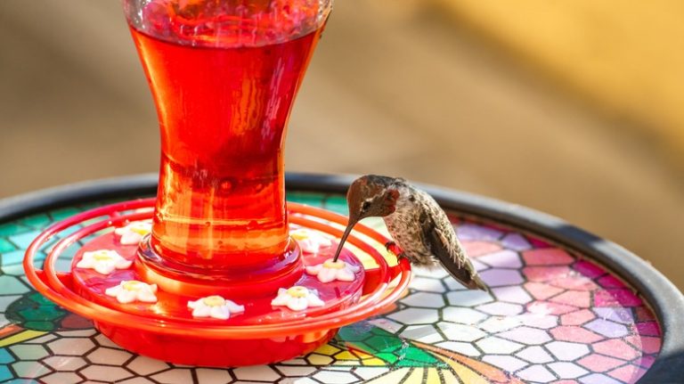 Hummingbird at feeder