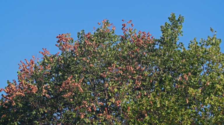 Dying leaves on elm tree