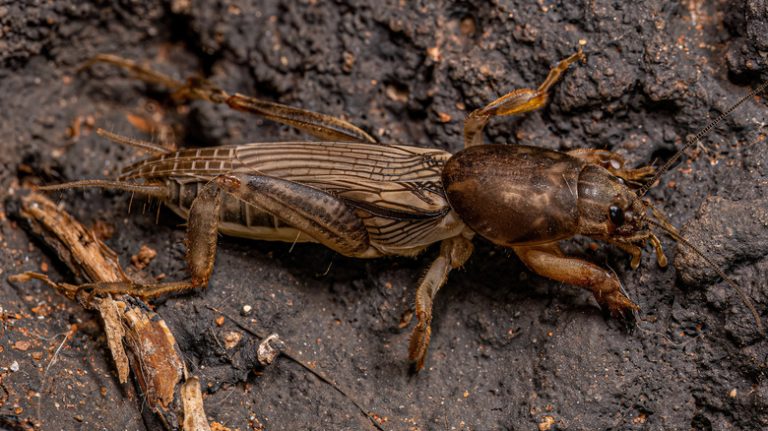 Adult mole cricket