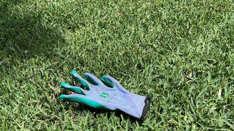 gardener's glove on buffalo grass