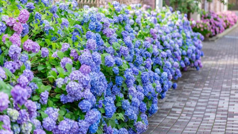 Hydrangeas in garden