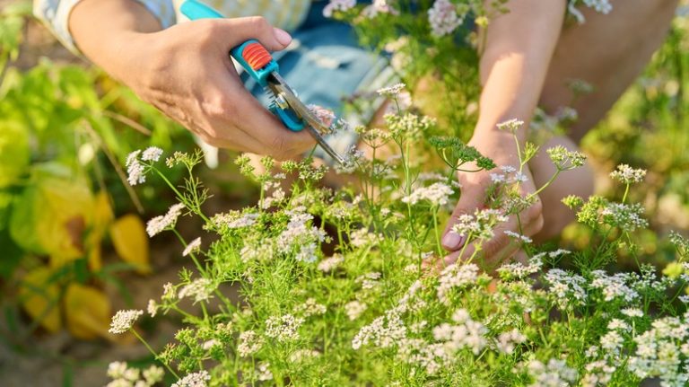 Flowering cilantro plant in garden