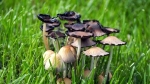 Cluster of mushrooms in yard