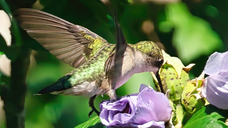 Hummingbird feeding on rose of Sharon