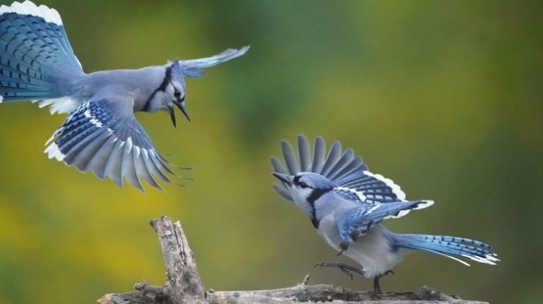 Two blue jays flying together