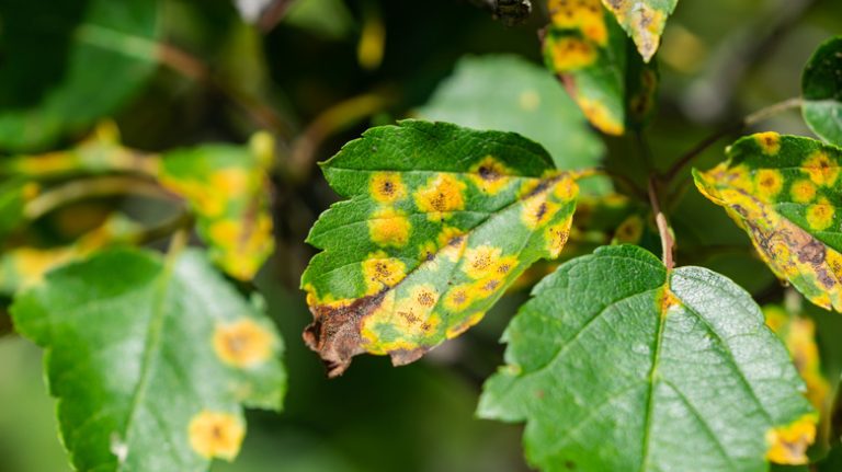 rust on leaves